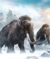 Climate change likely drove the extinction of North America’s largest animals