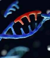 Computational analysis reveals sources of genetic variations