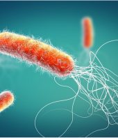 Microbial study reveals extended lifespan of starved bacteria